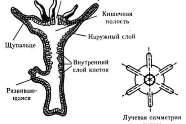 Зеркало kraken krakens16